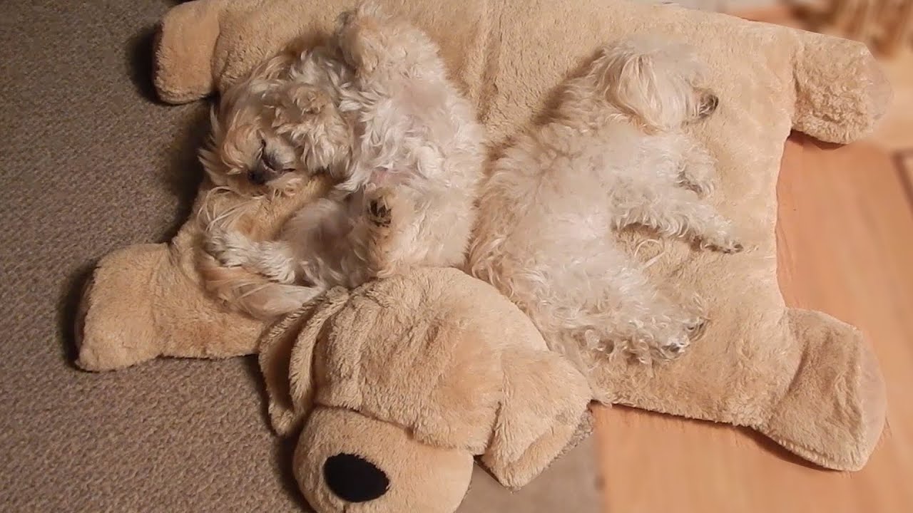 Two cute dogs sharing a dog bed YouTube
