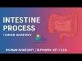 Intestine | Small &amp; Large Intestine | Structure &amp; Functions | Human Anatomy | B.Pharm 1st Year 