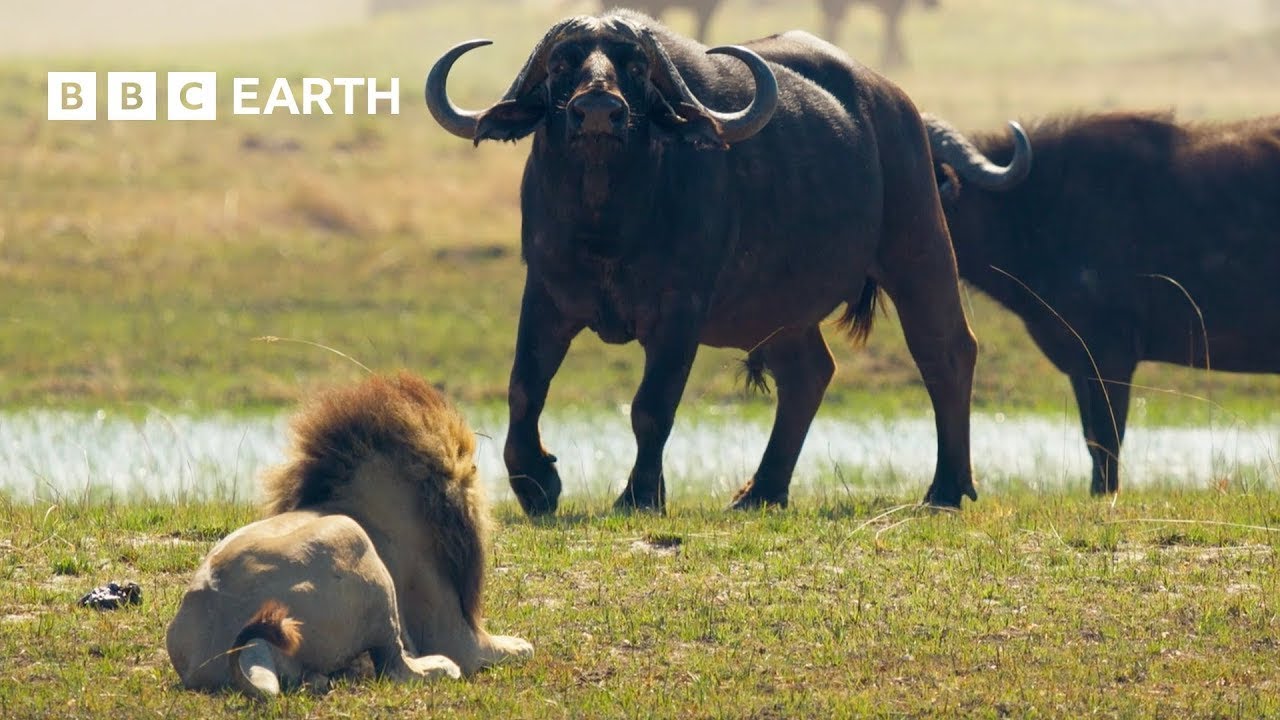 Lion Cubs Vs Buffalo Herd Will They Escape Big Cats 24 7 BBC Earth