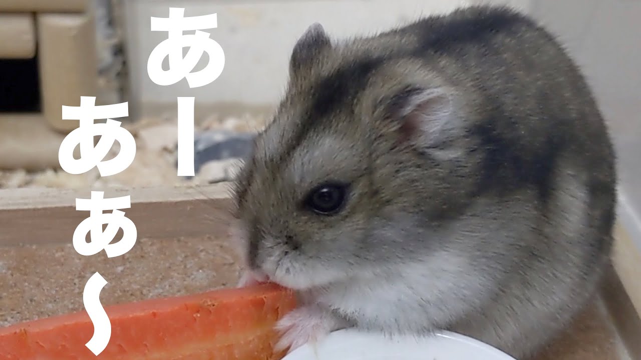 知らず知らず歩いてきてしまったハムスターが感慨深すぎる。 - YouTube
