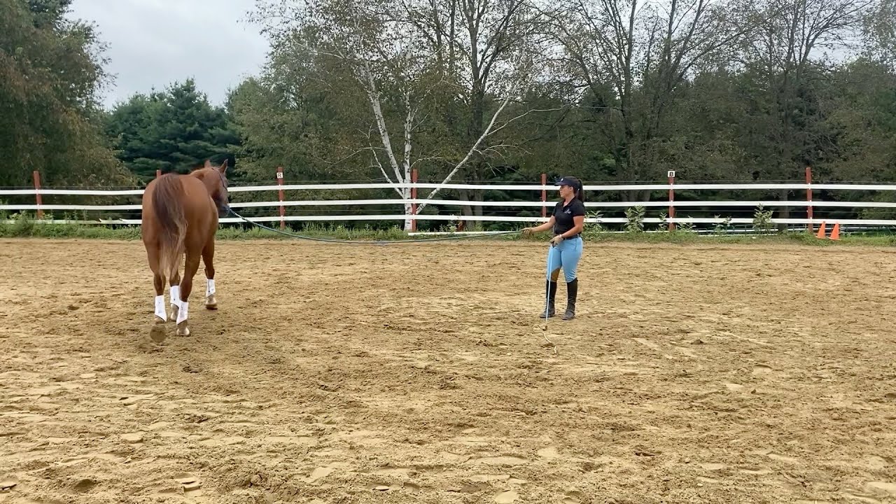 Teach Your Horse Not to Pull on the Lunge Line, and to Softly Circle