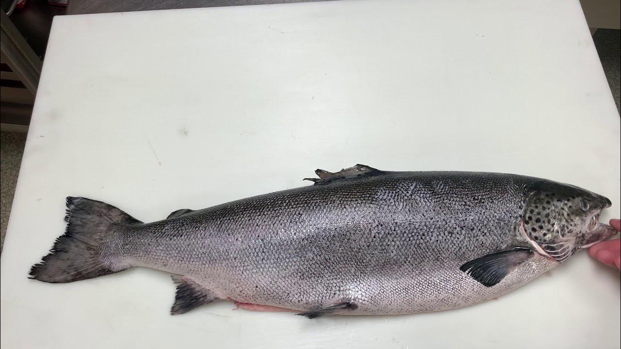 Atlantic Farm Raised Salmon YouTube