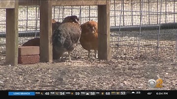 Bird flu fears worrying Long Island poultry and egg farmers