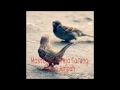 Suara Burung Gereja Tarung Untuk Memaster Burung Ocehan Mp3 - Mp4 Download
