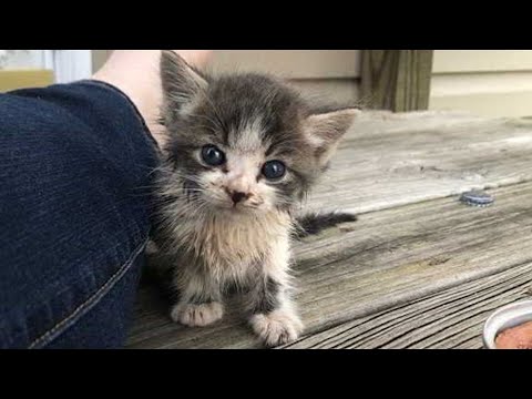 Video: Budreaux leiab kodu