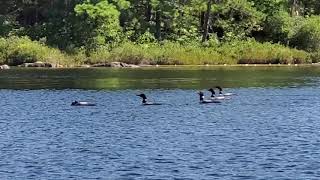 Loon Video 2 20200814