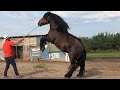 Caii lui Feri de la Belfir, Bihor - 2020 Nou!!!