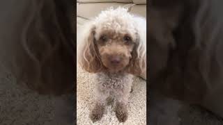 You’re not my mother #dogs #puppy #dogsrule #cute #dog #mydogs #poodle