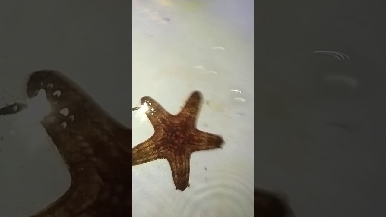 Red Knob Starfish short review