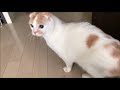 ビビるポッケと慣れたポッケ