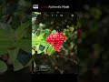 Can Your Phone Focus THIS Close? Xiaomi 13 Pro Says Yes! 🔍 #nature #zoomtest #xiaomi #camera