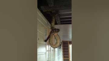 python eats possum