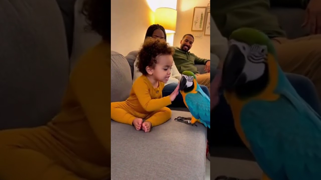 Watch Cute Baby Argues in a Battle with Cute Parrot.The cutest moment!🥰🇺🇸😘 