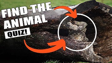 Find the Hidden Animal Quiz # 3