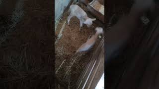 Dünyaya gözlerini yeni açmış kuzucuklar.#kuzu #kuzugiller #kuzunohonkai #kuzuha #kuzushi #kuzuur