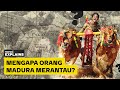 Budaya merantau madura mengakar sejak dulu dipicu kemiskinan  narasi explains