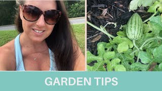 Veggie Gardening Tips for a newbie