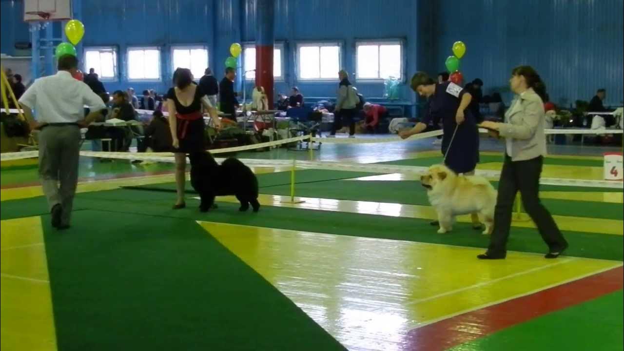 Хендлер. Иркутск выставка собак 19 мая 2023. Самоед на выставке евразия. Конкурс питомников собак. Логотип для собачьей выставки.