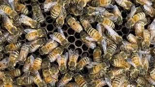 Waggle Dance - Close Up