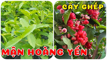 Cây Mận hoàng yến cây ghép | 0386569374 - Ngọc Ngân Bến Tre | Chuyên cây độc lạ