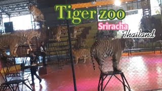 SRIRACHA TIGER ZOO THAILAND| MOST SHOCKING TIGERS I have ever seen| unbelieveable| A MUST WATCH