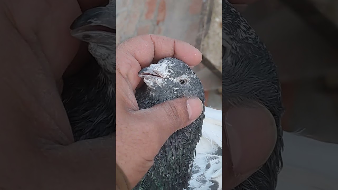 Shok karo bhai original rampuri gheree 