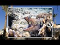 Egypt 2017 - Brayka Bay - Marsa Alam  - schnorcheln und freitauchen