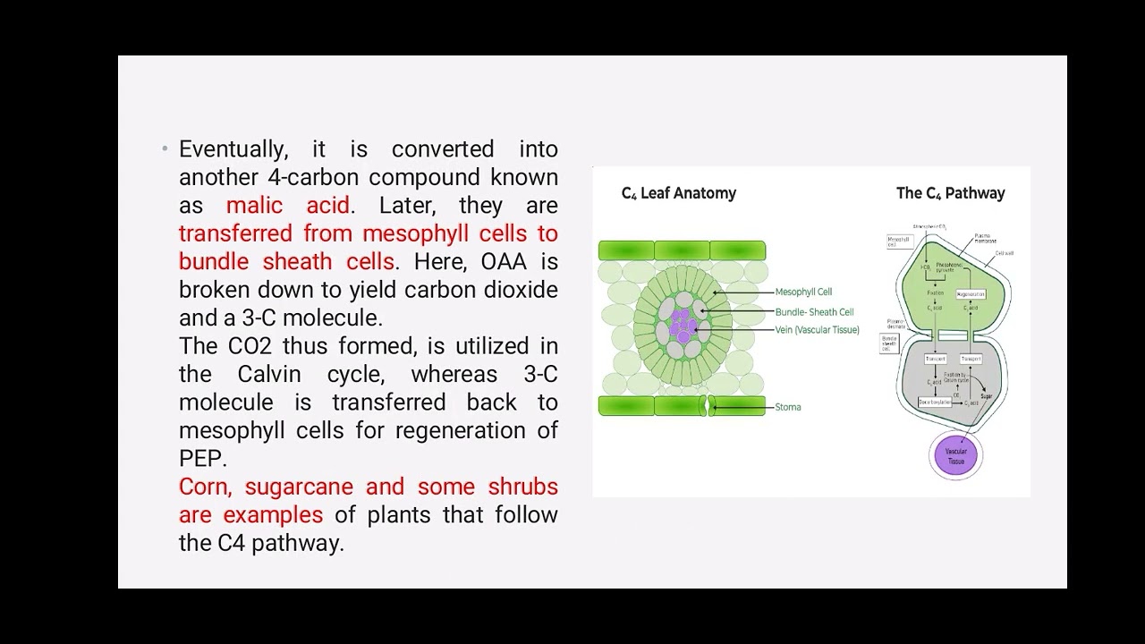 Photosynthetic pathways -C3 and C4 cycle - YouTube
