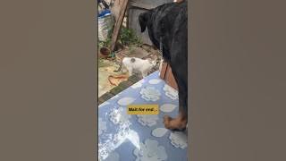 Rottweilier attack on cat 😰#rottweiler #shorts #viralshort