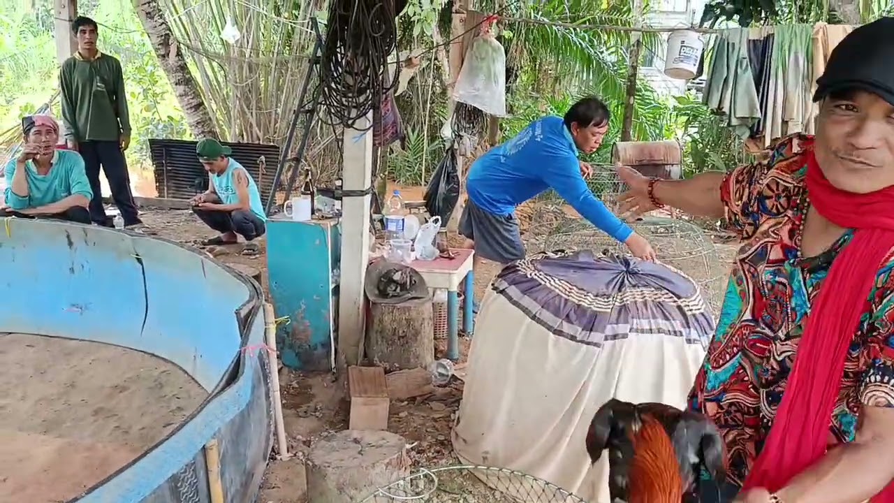 เข้ามาเยี่ยมค่ายเสรีฟาร์มไก่ไปนอกแล้ว3สุ่ม