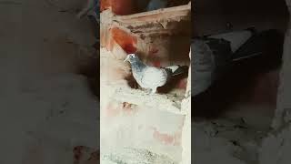 100k?️ pigeon? birds pigeonfacts?️ story mrindianhacker bird amazingfacts? amazingfact