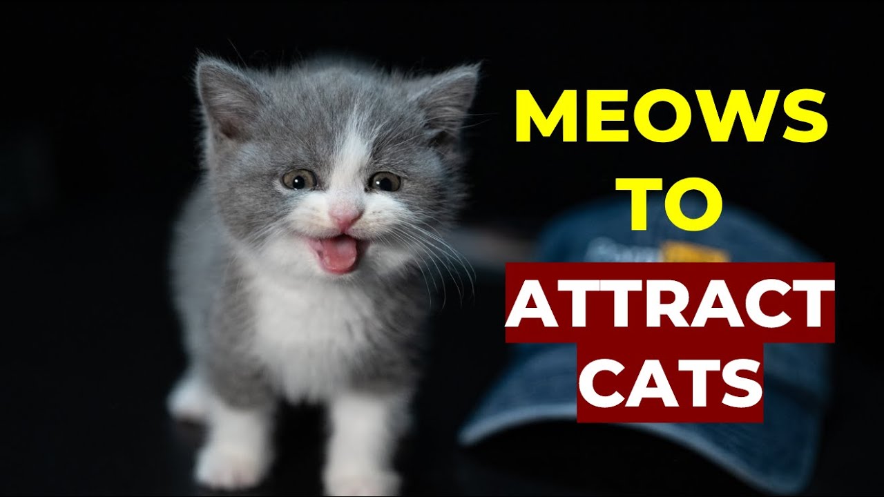 Kitten meows to ATTRACT CATS! Make Your Cat Come to You YouTube