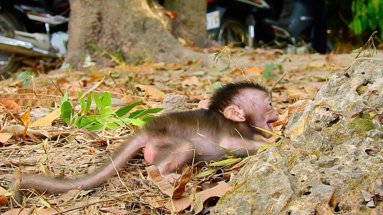 Where mommy Brinn, Why left baby Bobby cry alone like that