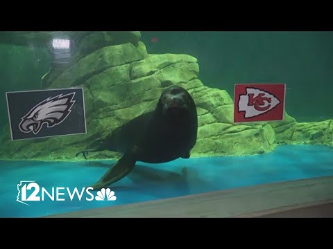 Magoo the sea lion predicts winner of Super Bowl LVII