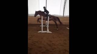 Jumping Lesson with Ruby - 3ft!