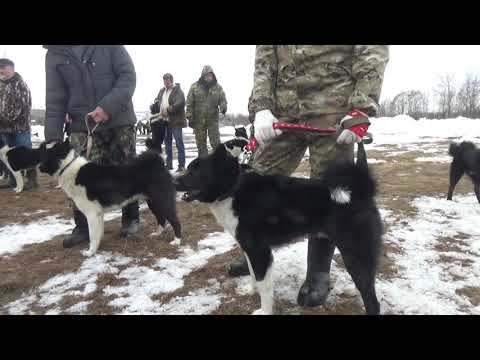 Видео: Пупавка - римска лайка