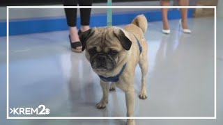 Meet Chubbs! Today's Pick of the Litter!