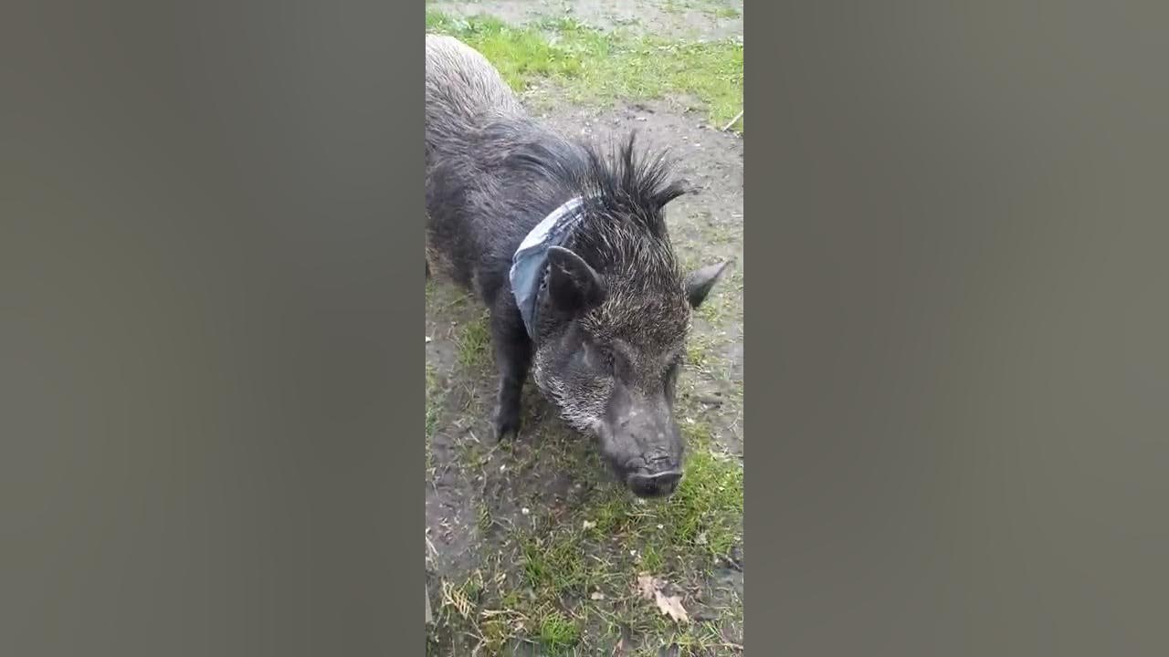 Мышь в яблоке. Кабанам яблоки. Медведь ест яблоки. Кабанам яблоки. Еда для кабана.