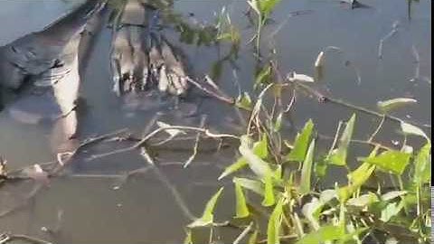 Câu Cá Rô Phi To , Cá Thiên Nhiên Ăn Liên Tục Tại Cần Giuộc Tỉnh Long An .