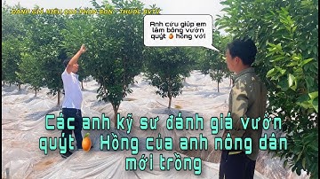 Quýt Hồng Lai Vung| Kỹ thuật xử lý ra hoa Quýt Hồng| Đánh Giá Phân Thuốc