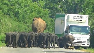 heard🦬 buffalos crossing elephant's 🐘 route #adventure #attack #wildlife #wildelephants