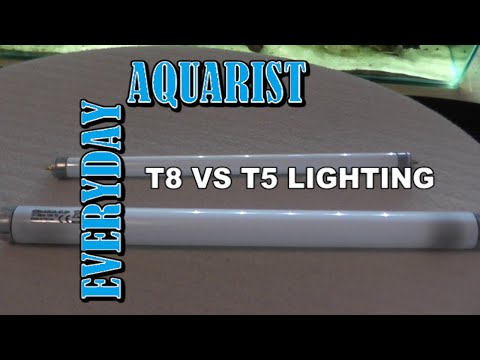 Difference between T8 and T5 Aquarium Lighting Explained