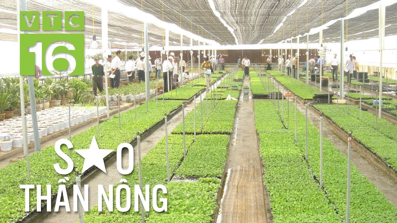 Nông dân kiếm tiền tỷ nhờ ươm giống nuôi cấy mô | VTC16