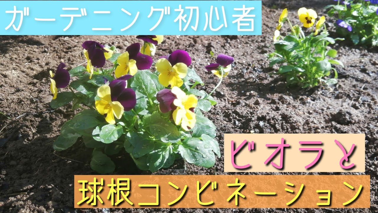 ガーデニング初心者 球根コンビネーション ビオラの植え付け お庭づくり Youtube