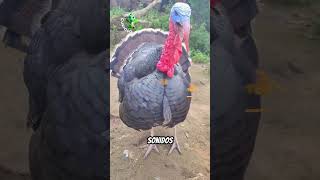 conocías este tipo de gallina