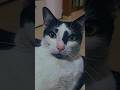 tu GATO ya te adoptó como PARTE DE SU FAMILIA??? 🤔🤔🤔#gatos michis