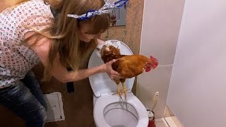 Домашний Петух Барсик Домашний Петух Барсик