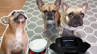 French Bulldog Throws Tantrum When I Pretend To Put On A Diet!! **Dog Diet Challenge