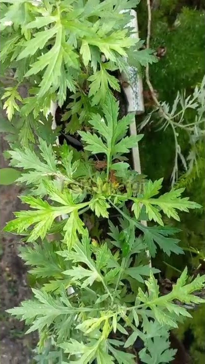 Tanaman Baru Cina, Sahabat Wanita #shorts #herbal #barucina