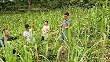 Biệt thự đồi thông bất ngờ vườn Mía Nhà Điếc công tử Lũng Cáng tốt tươi. Nguyễn Tất Thắng